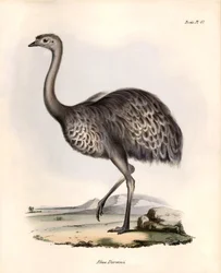 Ornithologie : "Rhea Darwinii" Nandou de Darwin observé et décrit par Charles Darwin lors de son expédition à bord du Beagle. Planche de "The zoology of the voyage of H.M.S. Beagle. Flight. III, Birds described by John Gould"