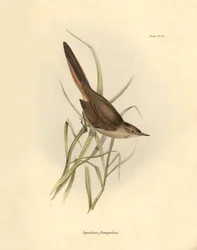 Ornithologie : "Synallaxis rufogularis" décrit par Charles Darwin lors de son expédition à bord du Beagle. Planche de "The zoology of the voyage of H.M.S. Beagle. Flight. III, Birds described by John Gould"