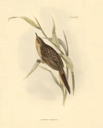 Ornithologie : "Synallaxis rufogularis" décrit par Charles Darwin lors de son expédition à bord du Beagle. Planche de "The zoology of the voyage of H.M.S. Beagle. Flight. III, Birds described by John Gould"