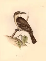 Ornithologie : L