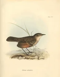 Ornithologie : Le "Hymenops perspicillata" de la famille des oiseaux décrit par Charles Darwin lors de son voyage d