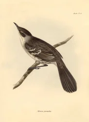 Ornithologie : Le "Mimus parnilus" de la famille des moqueurs décrit par Charles Darwin lors de son voyage d