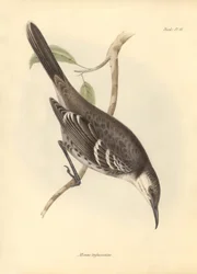 Ornithologie : Le "Mimus trifasciatus" de la famille des moqueurs décrit par Charles Darwin lors de son voyage d