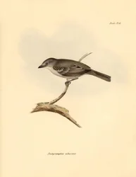 Ornithologie : Le « Pachyramphus albescens » de la famille des hêtres décrit par Charles Darwin lors de son voyage d