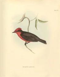 Ornithologie : Pyrocephalus parvirostris, oiseau décrit par Charles Darwin lors de son voyage d