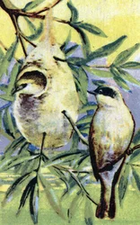 Ornithologie : rémiz (Remiz pendulinus) (Rémiz penduline) Chromolithographie XIXe siècle Collection privée
