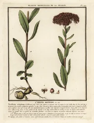 Orpin, Sedum telephium