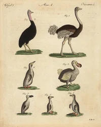 Autruche, Struthio camelus, casoar, Struthio casuarius, dodo éteint, Raphus cucullatus, et espèces de manchots