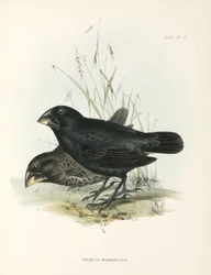 Paire de grands pinsons terrestres, îles Galápagos, vers 1832-1836