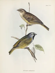 Paire de moineaux ou de pinsons, vers 1832-1836