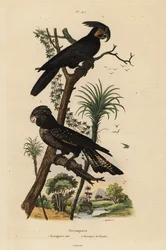 Cacatoès noir, Probosciger aterrimus, et cacatoès banksien, Calyptorhynchus banksii, microglosse noir et perroquet de Banks