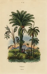 Palmiers : palmier dattier, Phoenix dactylifera 1, espèce Attalea 2, et espèce Geonoma 3