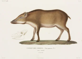 Cochon papou, Nouvelle-Guinée