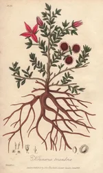 Ratanhia du Pérou, Krameria lappacea