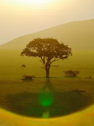 Paradis après la pluie, Chyulu Hills, 2018