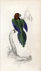 Perruche pumpadour, Prosopeia tabuensis. Psittacus tabuensis. Lithographie de Joseph Kidd, d