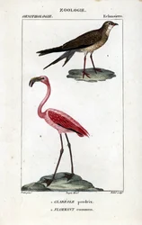 Perdrix et flamants roses