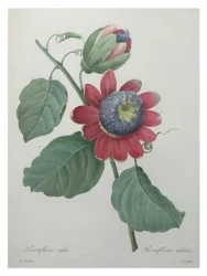Fleur de la passion