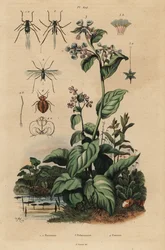 Puceron du pêcher, Myzus persicae 1, puceron du rosier, Macrosiphum rosae 2, campanule de Virginie, Mertensia pulmonarioides 3, et punaise de lit, Cimex lectularius 4