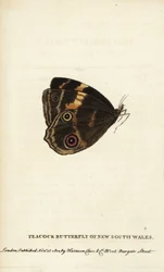 Paon-du-jour de Nouvelle-Galles du Sud. Gravure sur cuivre coloriée à la main tirée de « The Naturalist