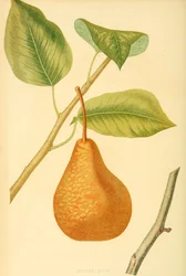 Poire de la variété bouteille de Boscs, une ancienne variété de poire