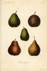 Variétés de poires, Pyrus communis