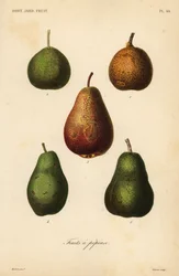 Variétés de poires, Pyrus communis