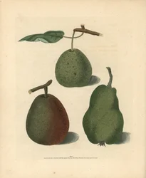 Variétés de poires, Pyrus communis : Cressan, Bergamote de Gansell et Bon Chrétien d