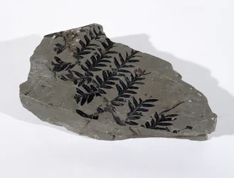 Pecopteris (fronde de gymnosperme) trouvée à Camerton, Somerset, période carbonifère supérieure (photo)