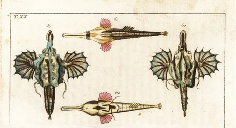 Poisson-pégase (ou petit poisson-dragon) - poisson-papillon à longue queue - poisson-dragon court, Eurypegasus draconis 59, 60, et poisson-pégase à longue queue, Pegasus volitans 61, 62. Gravure sur cuivre coloriée à la main tirée de l
