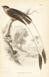 Engoulevent à ailes pennées, Macrodipteryx vexillarius (Macrodipteryx africanus). Gravure sur acier coloriée à la main par William Lizars d