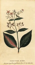 Écorce de quinquina, Cinchona officinalis (gravure)