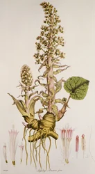 Petasites sp./Pétasite