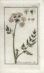Peucedan des marais ou persil des marais (Selinum marsh). Lithographie de « Afbeelding der Artseny-Gewassen » par Johannes Zorn (1739-1799), Pays-Bas