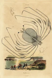 Stade larvaire phyllosome d