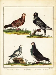 Pigeons : Pigeon polonais, cravaté, ptarmigan et turbit. 1792 (gravure)