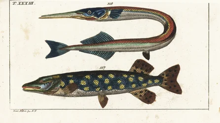 Brochet (ou brochet du nord) - Orphie - Brochet du nord, Esox lucius 117, et aiguille de mer ou orphie, Belone belone 118. Gravure en cuivre colorée à la main d