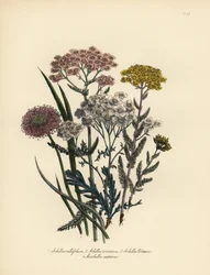 Achillée millefeuille à fleurs roses, Achillea milfolium, achillée dorée, Achillea tomentosa, achillée à feuilles argentées de Clavena, Achillea clavenae, et marshallia touffue, Marshallia caespitosa. Chromolithographie finie à la main par Henry Noel Humph