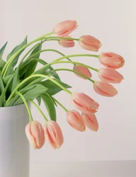 Tulipes roses