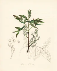 Pistachier térébinthe - Arbre à térébinthe ou arbre à térébenthine de Chio, Pistacia terebinthus
