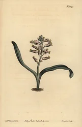 Lachenalia unicolor