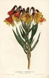 Alstroemeria à feuilles de plantain, Alstroemeria plantaginea. Brésil. Lithographie coloriée à la main par L. Stroobant de "Flore des Serres et des Jardins de l