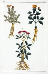 Plantes médicinales, Chine