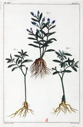 Plantes médicinales, Chine