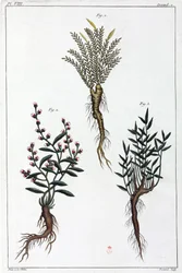 Plantes médicinales, Chine