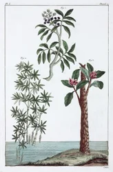 Plantes médicinales, Chine