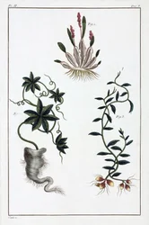 Plantes médicinales, Chine