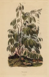 Arbuste Plocama pendula