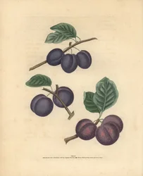 Variétés de prunes, Prunus domestica : Tours, Prune précoce de Lawrane et Orléans. Gravure au pointillé coloriée à la main d