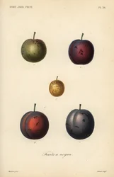 Prunes et pruneaux, Prunus domestica